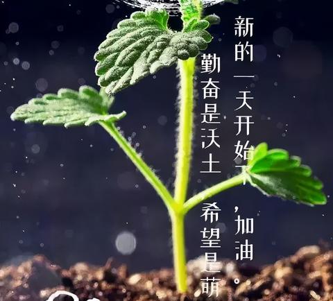 特别暖心的早安句子（高情商早安问候方式简单短语大全）