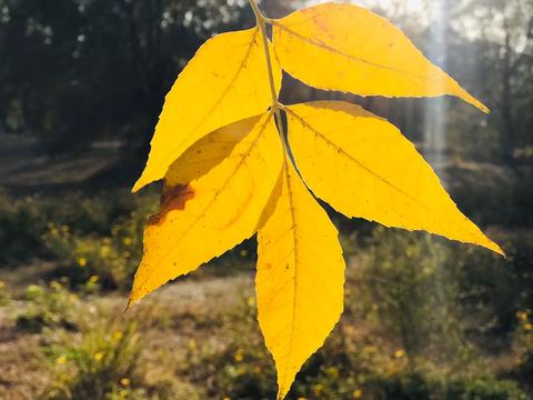 关于秋天的唯美文案（秋天的句子短句唯美语录）