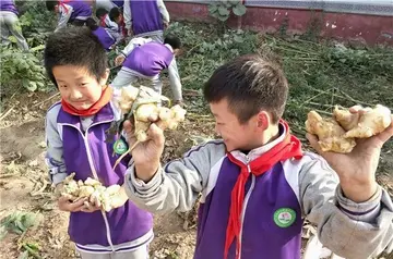 小学社会实践心得2022(小学社会实践活动心得体会)