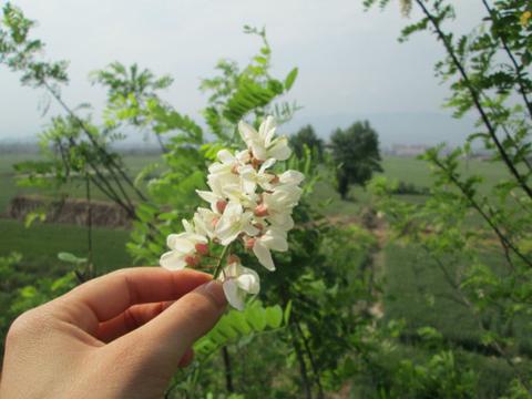 幽幽槐花香作文仿写（幽幽槐花香仿写优秀）