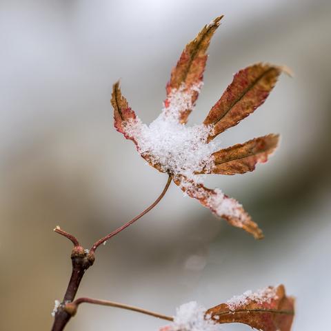 初雪作文700字（初雪的广场优秀）