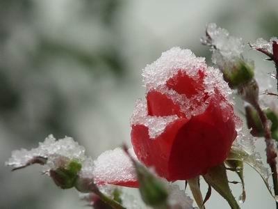 落雪即景作文900字（落雪即景的精选）