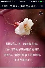 赞美梅花的简短优美句子（赞美梅花的千古流传诗句唯美）