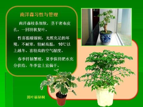 自己养的绿植心情说说（适合配合绿植发朋友圈的句子语录）