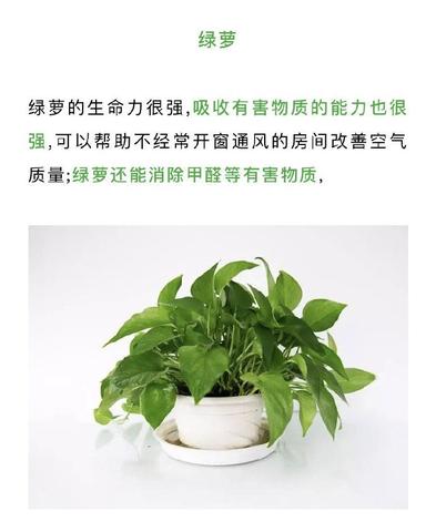 绿植带来的美好心情说说（关于室内绿植的唯美句子短语）