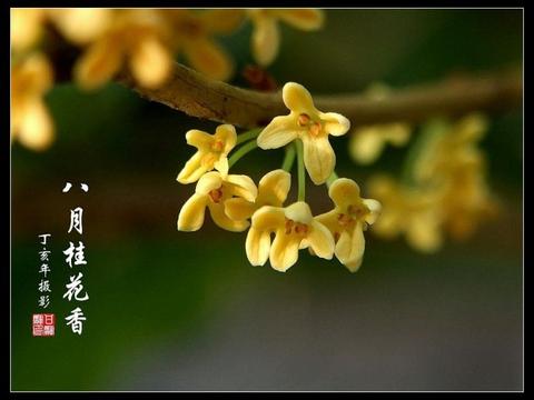 金秋八月桂花香诗句（金秋八月桂花香警句）