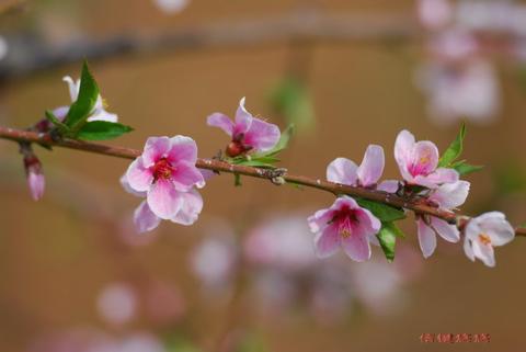 赞美桃花潭美景的句子（描写桃花可贵的简短金句）