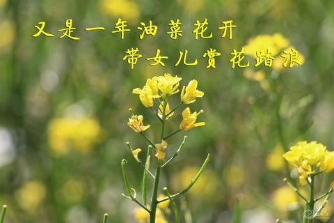 关于油菜花的唯美句子简短（赞美冬天油菜花精辟）