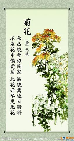 拍菊花发朋友圈的文案（描写菊花的诗句唯美）