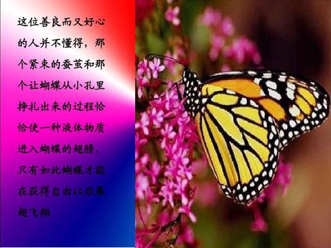 关于孩子蜕变唯美句子简短（华丽蜕变的唯美精辟）