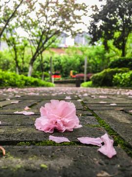 落花优美句子（满地落花的伤感寄语）