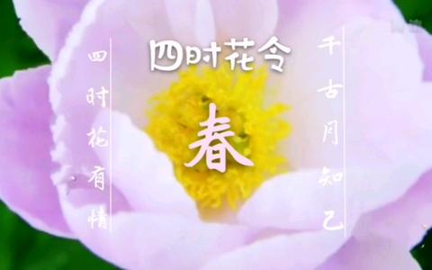 带夏的诗句飞花令（带情的飞花令短文）