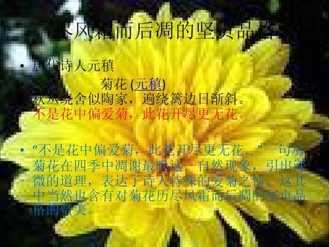 赞美菊花的优美句子简短（发朋友圈赞美菊花的书摘）