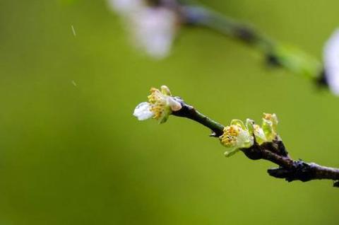 春雨绵绵的诗句（春天细雨绵绵的唯美句子祝福语）