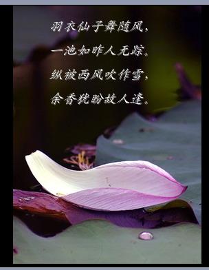 赞美莲花的优美诗词（形容莲花的优美句子长句）