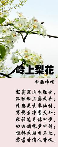 含有梨花诗句最出名诗句（梨花的飞花令句子）