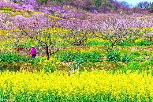 春回大地，我遇见了她（爱情的滋润和希望的萌芽）
