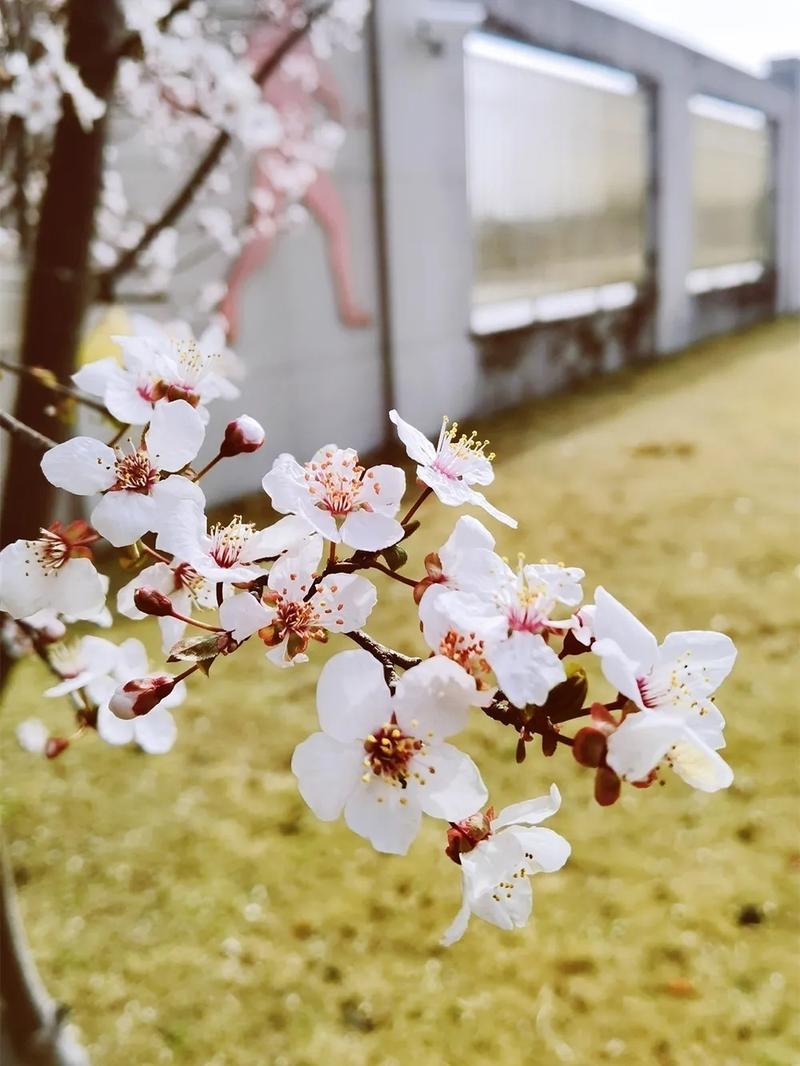 春天的约定（窗外的繁花与心中的期盼）
