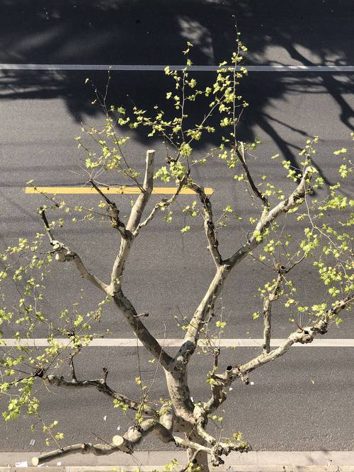 春天的约定（窗外的繁花与心中的期盼）
