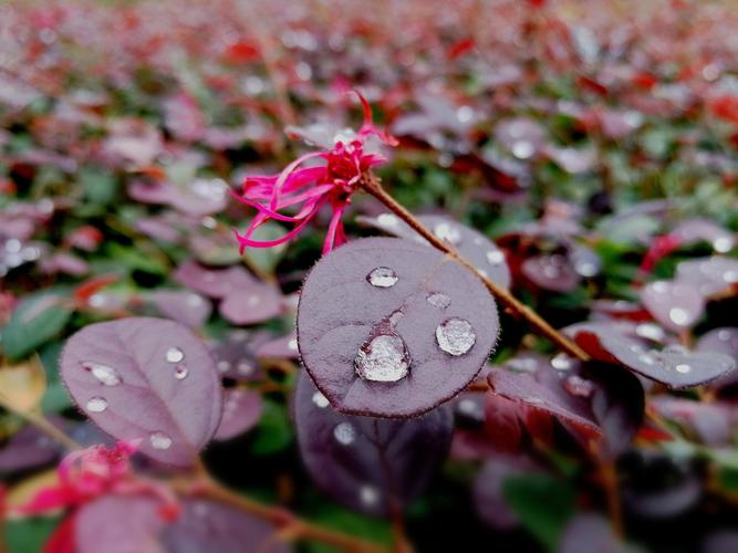 青春花开（青春的力量）
