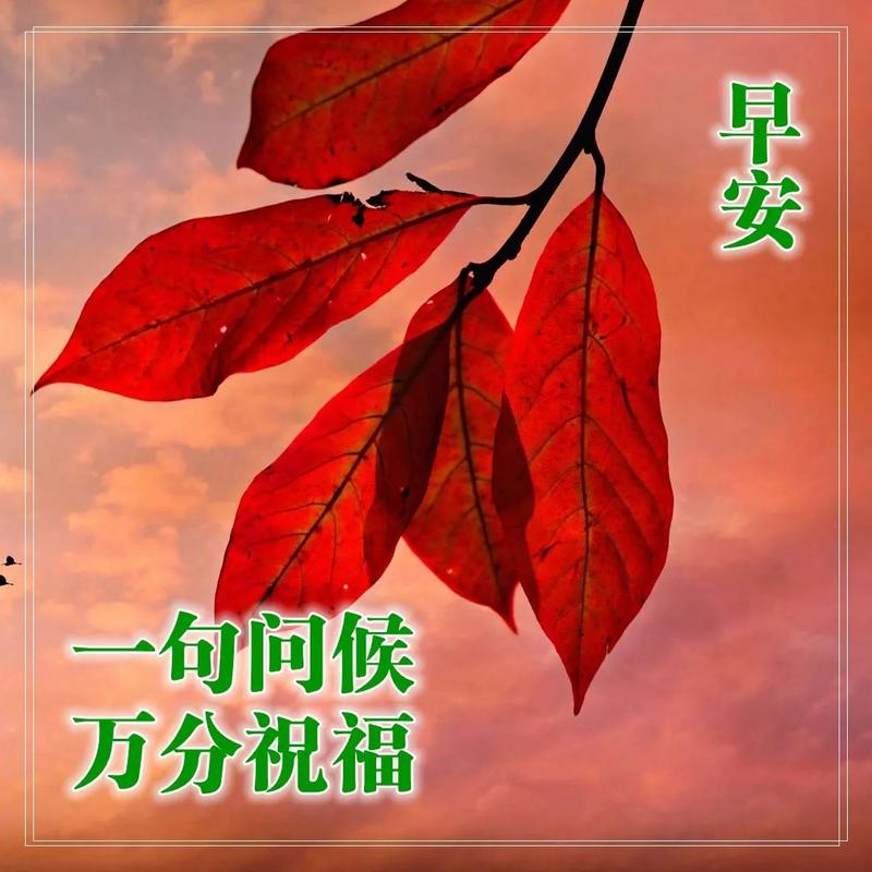 清晨之美（以早上发朋友圈的好句子）
