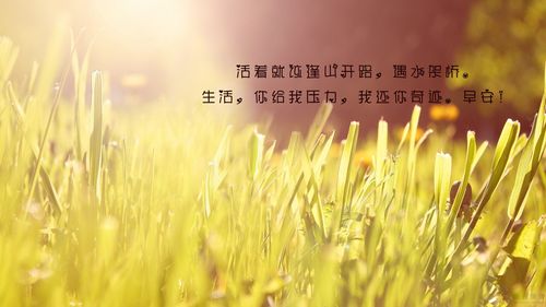 阳光心语（美丽的早晨，迎接阳光）
