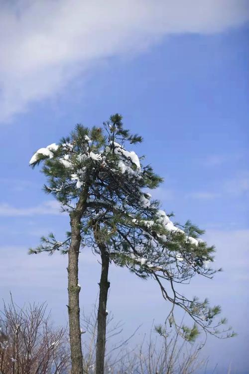 松树之美——一组经典赞美松树的短句（探索松树美学，感受大自然魅力）
