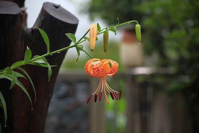 淡淡的秋雨，点缀了人生（时光流转，岁月静好）
