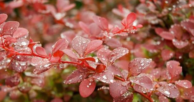 《秋雨的诗意世界》
