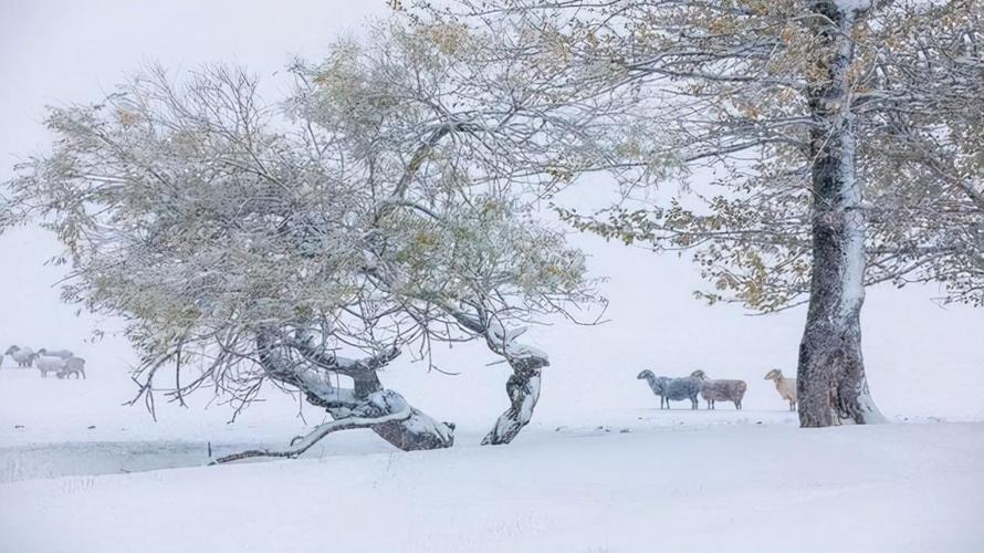 一场唯美古风的雪之梦
