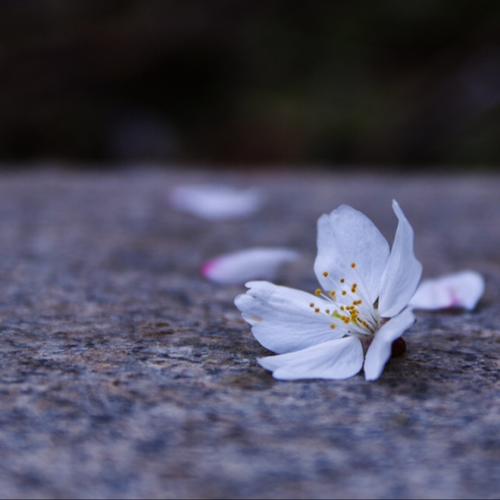 有关生活是一朵花的作文600字（《生活如花
》）