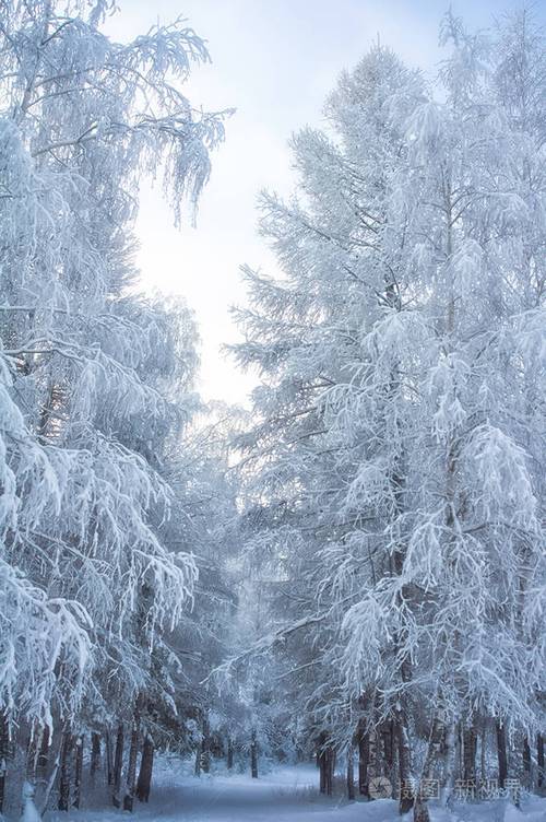 关于冬日雪景的作文（《雪落人间》）