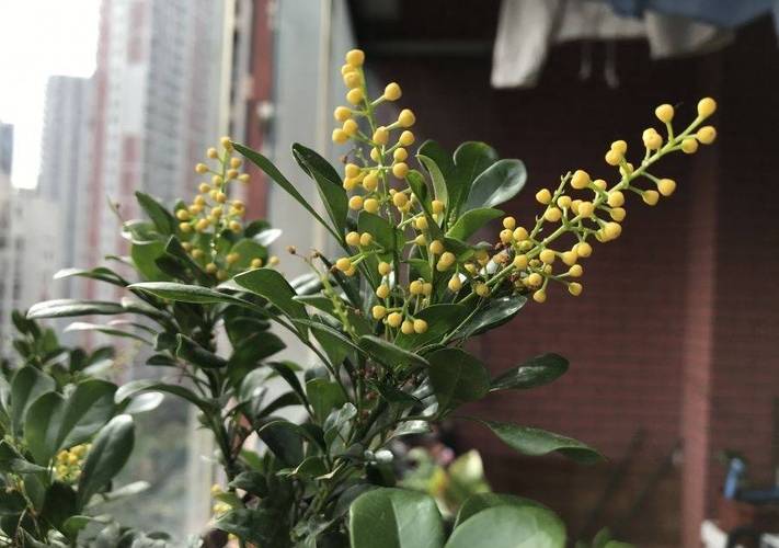 培植一种植物作文（《花开彩云间——以培植花朵的趣事为主题的小故事
》）