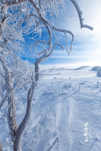 雪中的景色作文450（《雪中温馨》）