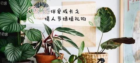 宿舍绿植文案（绿植治愈人的心情的句子长句）