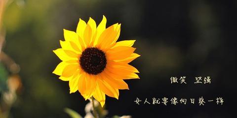 向日葵八个字阳光的短句（形容向日葵的诗句语句）