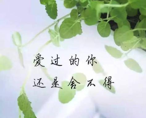 夫妻相伴一生的唯美诗句（一生相伴到老不离不弃的文案佳句）