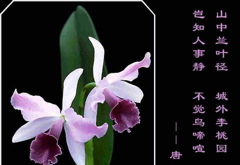 形容兰花清香淡雅的句子（兰花的花怎么形容大全）