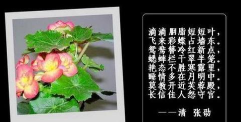 描写海棠花的唯美简短句子（海棠花开唯美诗句文案）