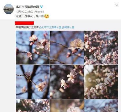 形容樱花漂亮唯美的诗句（治愈系温柔短句带樱花话语）