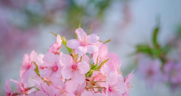 家里花开漂亮的赞美句子（赞美桂花的唯美短句摘抄）