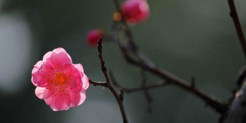 赞美梅花精神的诗句（雪中梅花傲骨的唯美）