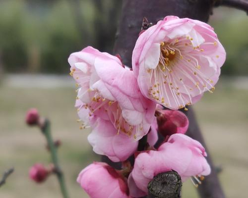 赞美梅花精神的诗句（雪中梅花傲骨的唯美）