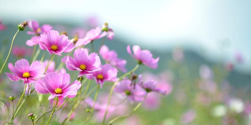 带有花的诗句大全飞花令（带月的飞花令短语）