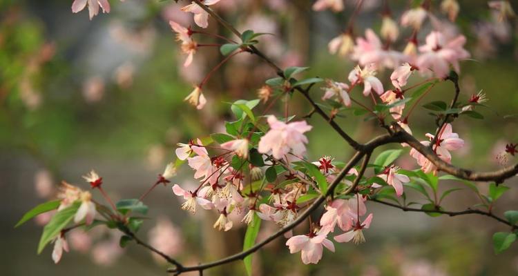 形容春天来了的句子唯美短句（春天来了仿写说说）