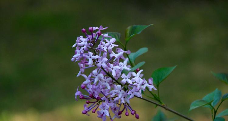 关于丁香花的诗句五言（赞美丁香花的古诗词语句）