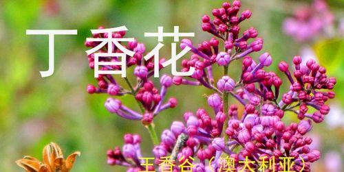 描写丁香花的诗句六年级上册（赞美丁香花的名言警句优美）