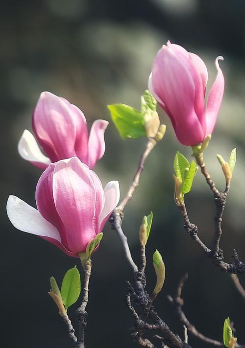 赞美紫玉兰花的诗句（赞美紫玉兰花的唯美句子长句）