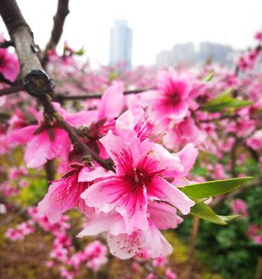 有关于四月天的诗句（美到极致禅意人间4月天警句）