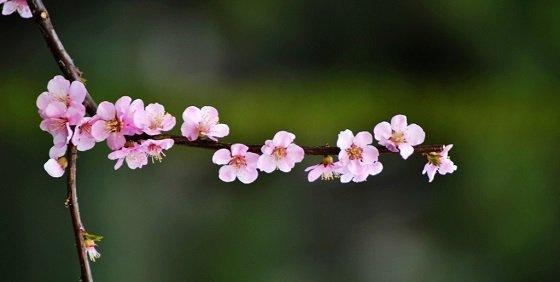 描写桃花的优美古诗（赞美桃花的优美句子短文）